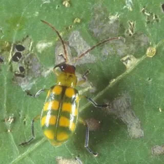 thumbnail for publication: Banded Cucumber Beetle, Diabrotica balteata LeConte (Insecta: Coleoptera: Chrysomelidae)